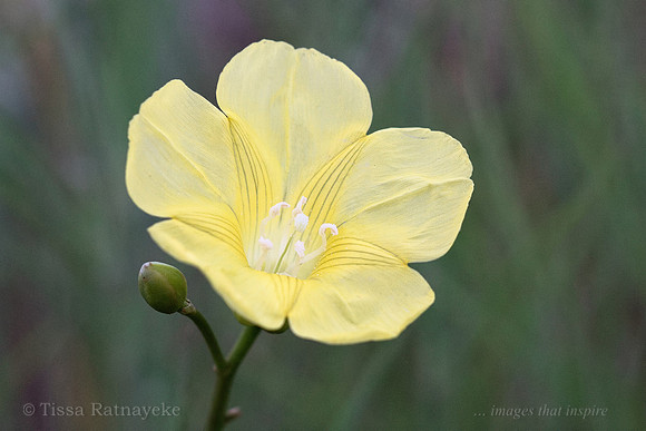 Yellow Flower of Merremia gemella - Darwin - NT