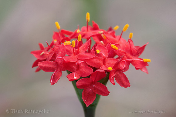 Red Flower of Pimelea (Thecanthes) punicea - Darwin - NT