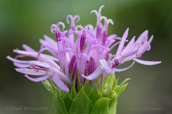 Mauve Flower of Pleurocarpaea denticulata - Darwin - NT