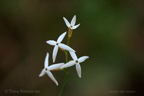 White Flower of Mitrasacme connata - Darwin - NT