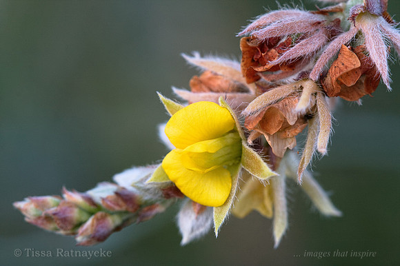 Jacksonia dilatata in Flower - Darwin - NT