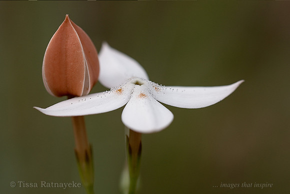 Mitrasacme sp. possibly M. nudicaulis - Darwin - NT