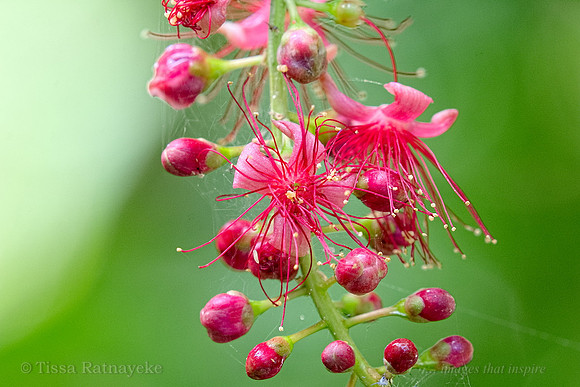 Freshwater Mangrove Flower (Barringtonia acutangula) - Darwin - NT