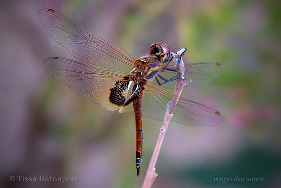 Common Glider Dragonfly - Tramea loewii - Darwin - NT