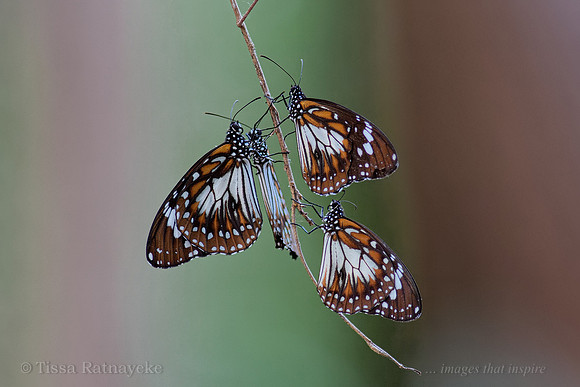 Swamp Tiger Butterflies Resting - Darwin - NT