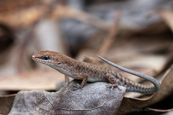 Two-spined Rainbow-skink (Carlia amax)  - Darwin - NT