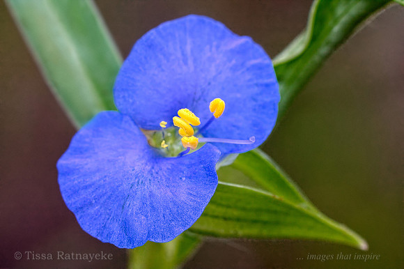 Commelina ensifolia - Darwin - NT
