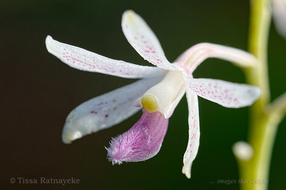 Flower of the Orchid Dipodium stenocheilum - Darwin - NT