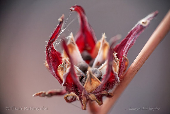 Seedpod of Wild Rosella - Hibiscus sabdariffa - Darwin - NT