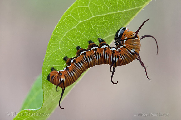 Caterpillar of Common Crow Butterfly - Euploea core - Darwin - NT