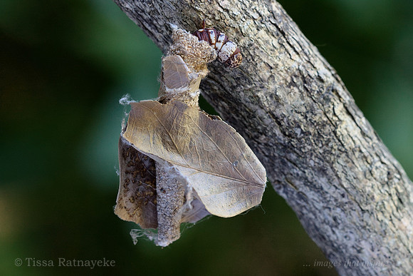 Case Moth Caterpillar Emerges from Leaf Wrapping - Darwin - NT