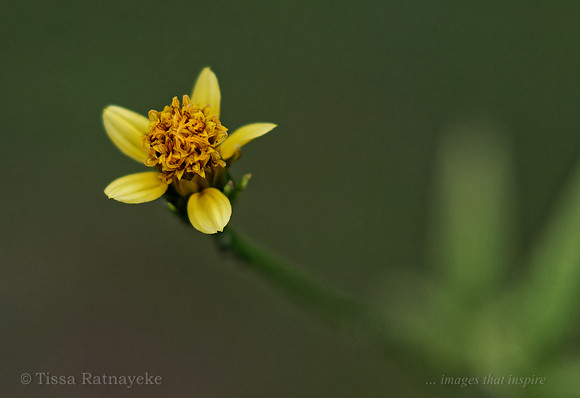 Yellow Flower of Bidens biternata
