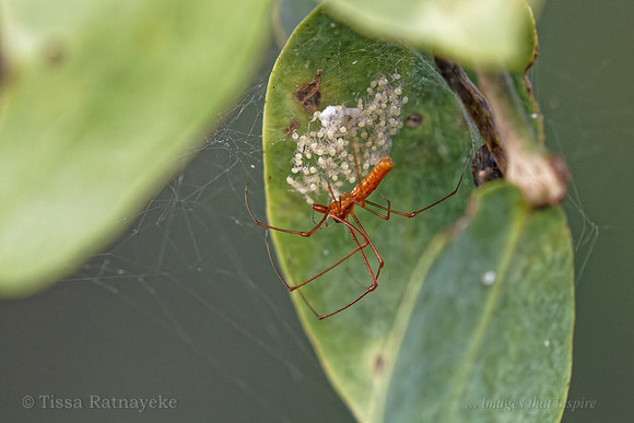Long-jawed Spider with Spiderlings - possibly Tetragnatha rubriventris - Darwin - NT