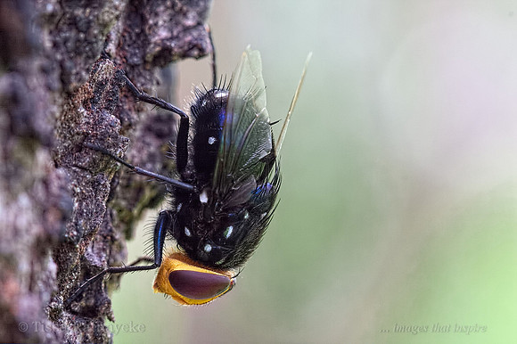 Snail Parasitic Blowfly - Amenia sexpunctata - Darwin - NT
