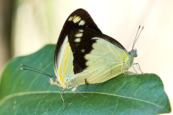 Caper Gull Butterflies Mating - Cepora perimale - Darwin - NT