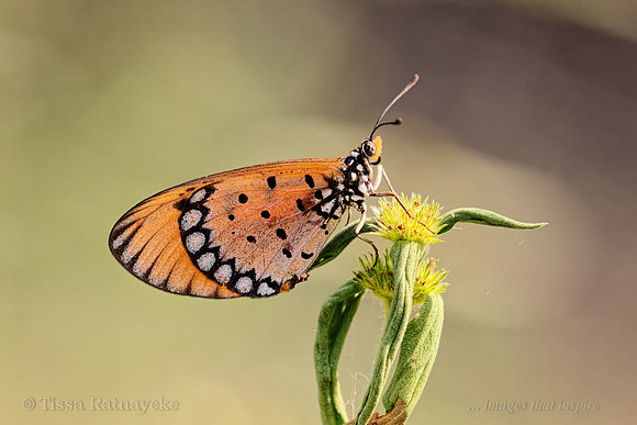 Tawny Coster Butterfly - female - Darwin - NT