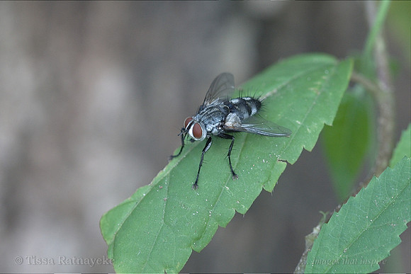 Tachinid Fly - Darwin - NT