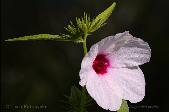 Pink Flower - Hibiscus meraukensis - Darwin - NT