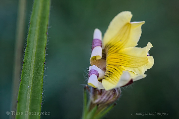 Yellow Unfurling Flower of Goodenia pilosa