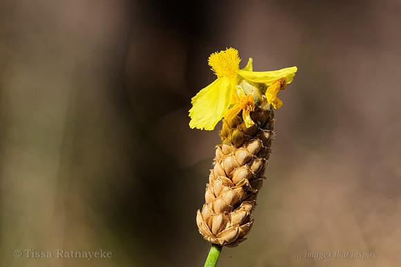 Yellow Flower of Xyris species