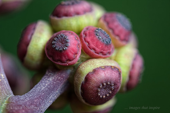 Umbrella Tree Seeds - Schefflera actinophylla