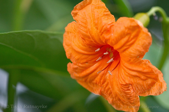 Orange Flower of Cordia subcordata