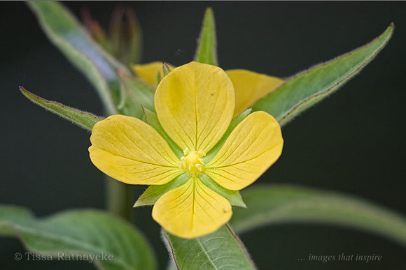 Yellow Flower of Ludwigia octovalvis