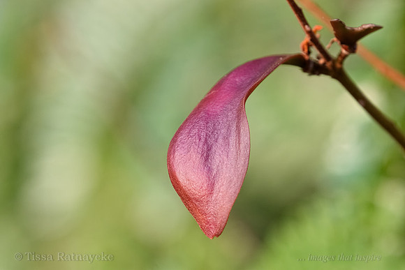 Yellow Flametree - Peltophorum pterocarpum - Seedpod