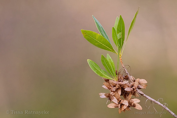 Dodonaea platyptera Seed Pods