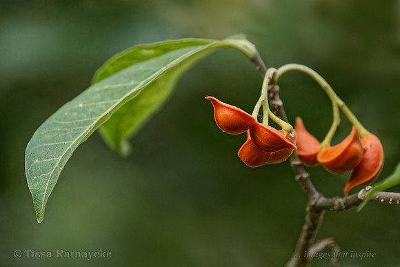 Orange Fruit of Tabernaemontana orientalis