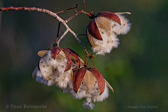 Mature Seed Pods of Kapok Bush - Cochlospermum fraseri