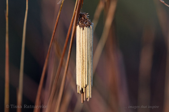 Case Moth Caterpillar - species unknown - Darwin - NT