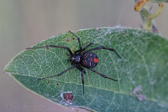 Female Redback spiders (Latrodectus hasselti) - Darwin NT