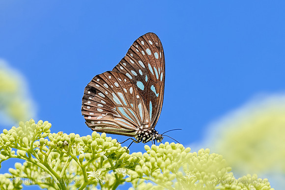 Blue Tiger Butterfly - Tirumala hamata - Darwin - NT
