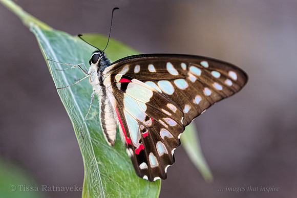 Pale Triangle - Graphium eurypylus - Darwin - NT