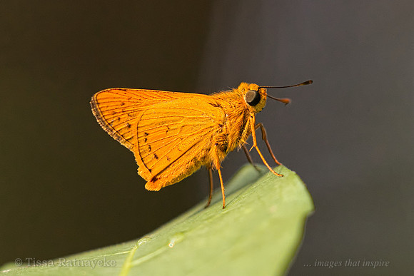 Bright Orange Darter - Telicota augias - Darwin - NT
