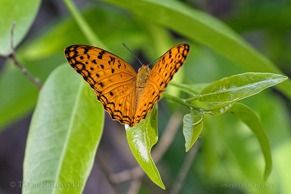 Spotted Rustic - Phalanta phalantha - Darwin - NT