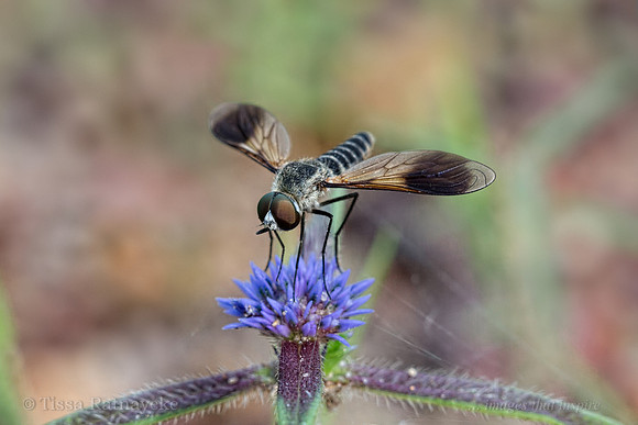 Bee Fly - Comptosia sp. - Darwin NT