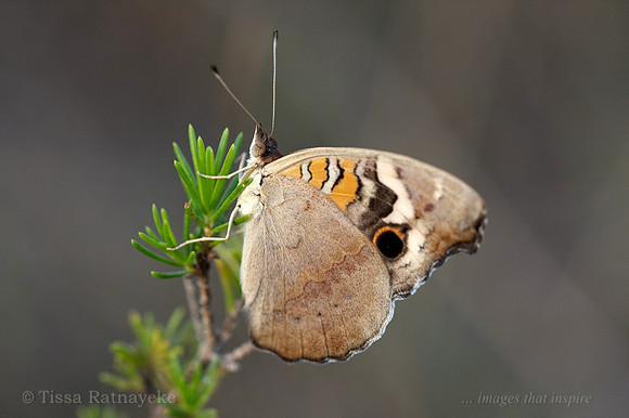 Blue Argus - Darwin - NT