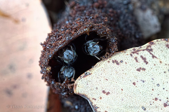 Native Stingless Bee - Tetragonula sp - Darwin - NT