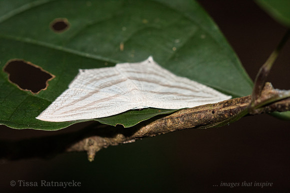 Moth - Acropteris teriadata - Darwin - NT