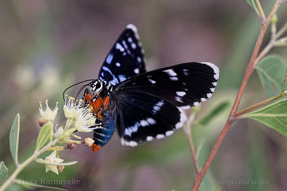 Idalima leonora - a Day Flying Moth - Darwin - NT