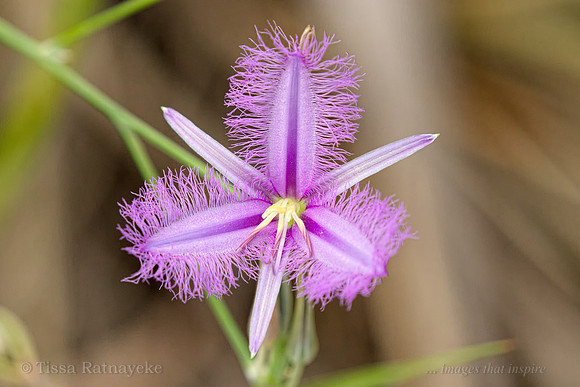 Thysanotus elatior - Darwin - NT
