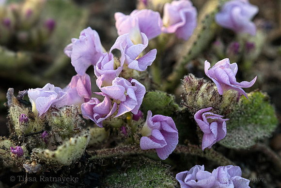 Wet Season Ground Cover - Helicteres darwinensis - Darwin - NT