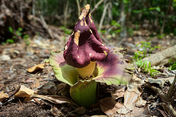 Elephant Foot Yam - Amorphophallus paeniiofolius - Darwin - NT