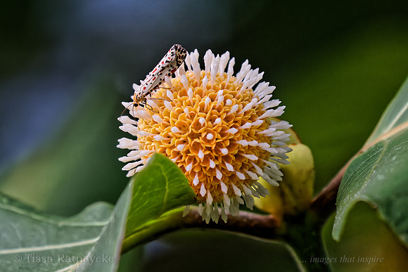 Flower of the Leichhardt Tree with Moth - Nauclea orientalis