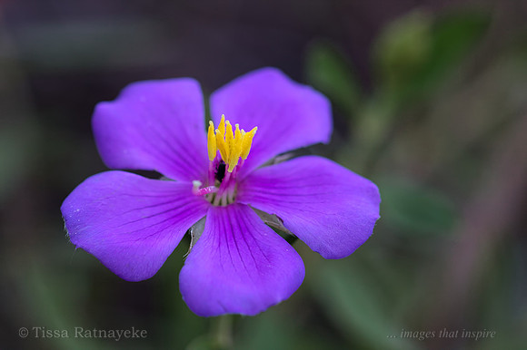 Mauve flower of Osbeckia australiana - Darwin - NT