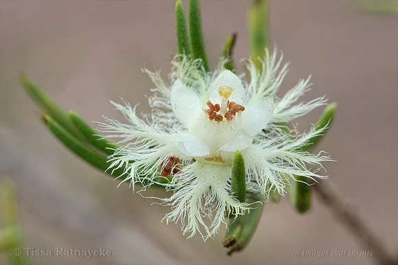 Verticordia cunninghamii