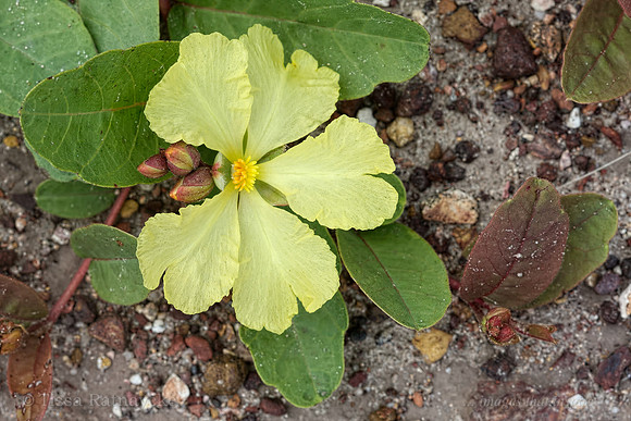 Hibbertia tasmanica