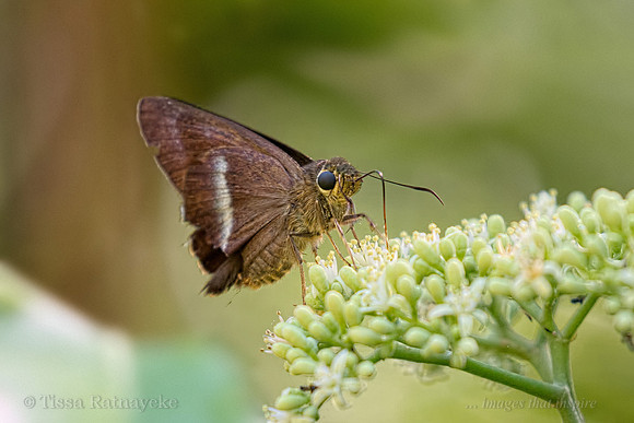 Chrome Awl (Hasora chromus) - Darwin - NT